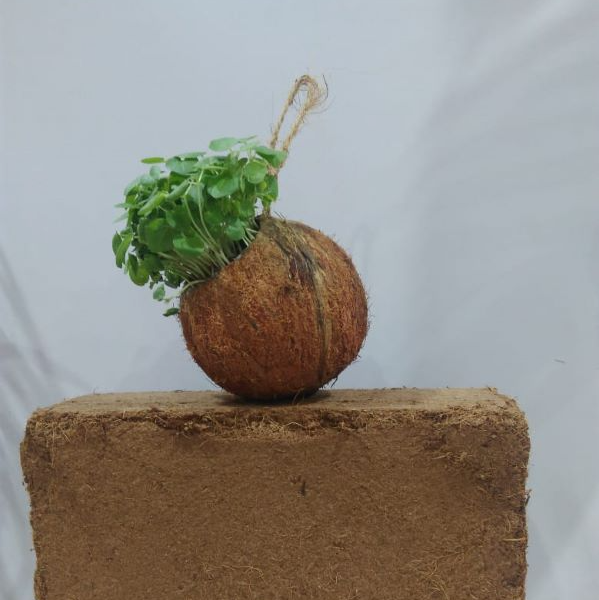 coconut shell pot plant Coconut shell planters – Arabian Organics