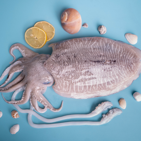 CUTTLEFISH
