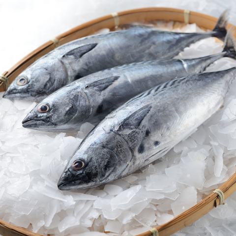 BONITO TUNA