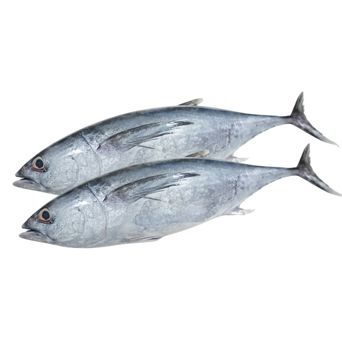 LONGTAIL TUNA