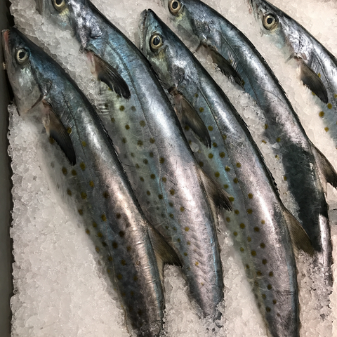 SPANISH MACKEREL