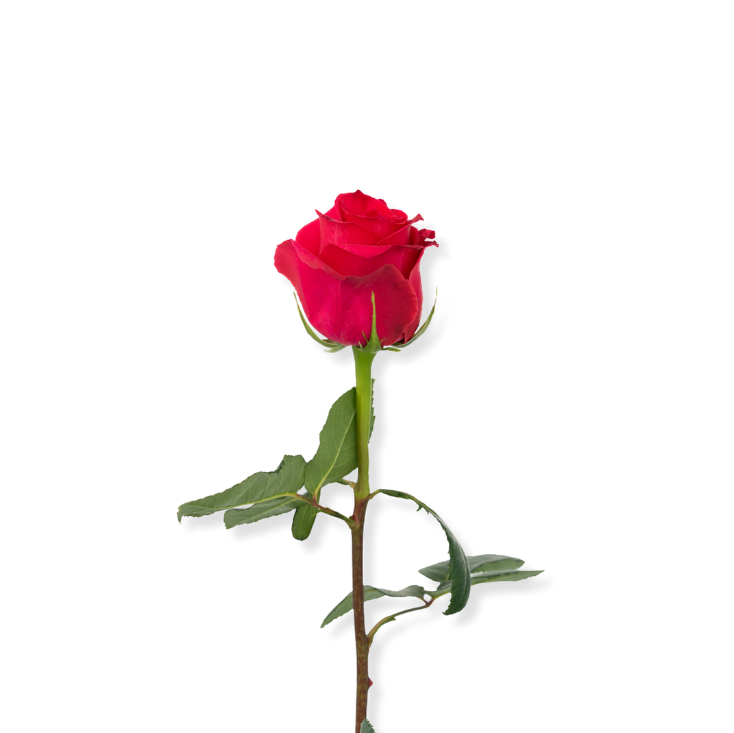 Full Monty rose – Arabian Organics