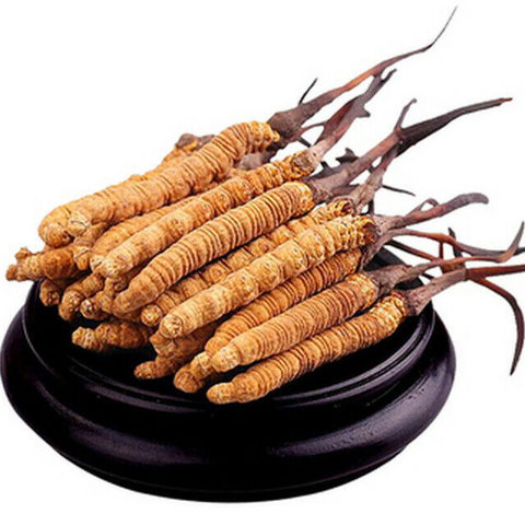 Yarsha  (Cordyceps sinesis)