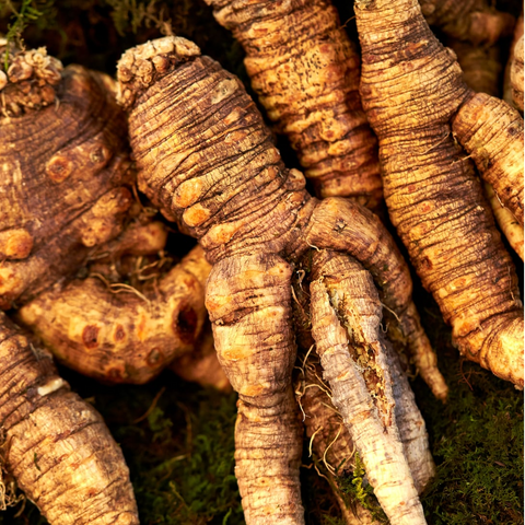 Nepali Wild Ginseng