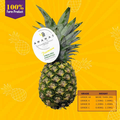 YP ANANAS - FRESH MD2 PINEAPPLE