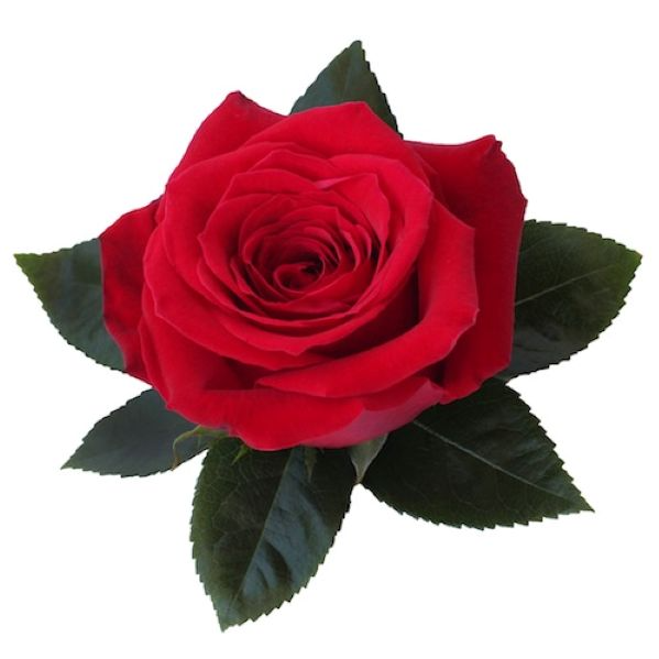 Freedom Rose – Premium Fresh Cut Red Rose (40–80 cm Stem) – Arabian ...