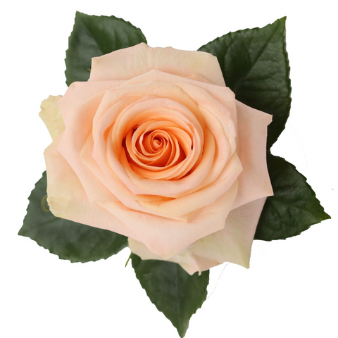 Tiffany Rose – Premium Fresh Cut Rose (40–60 cm Stem)