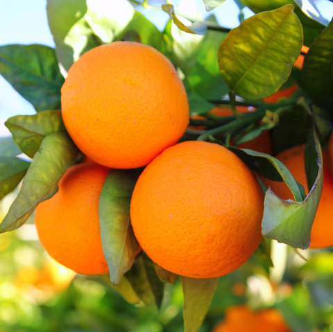 Organic Oranges