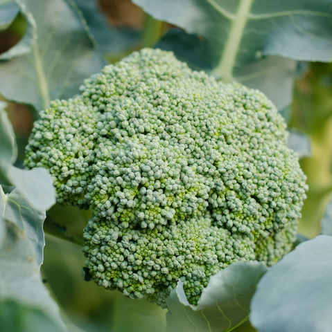 Organic Broccoli