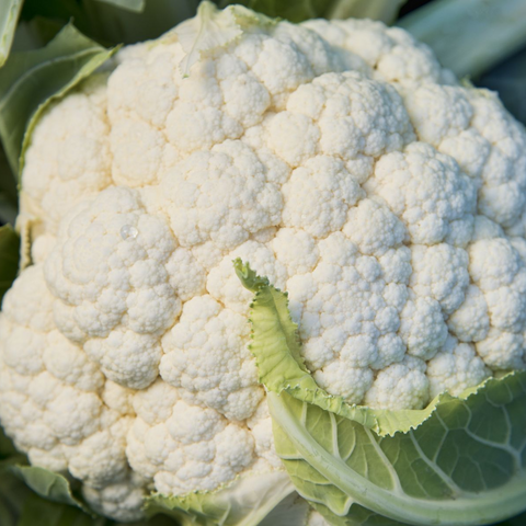 Organic Cauliflower