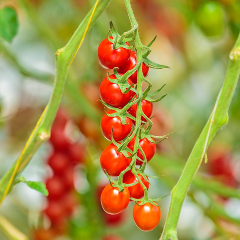Organic Cherry Tomatoes