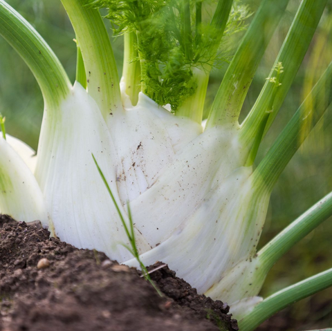 Organic Fennel