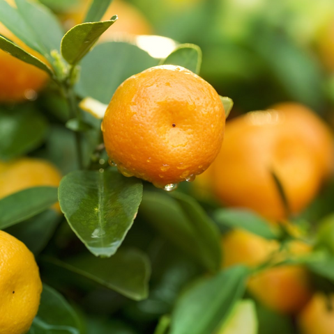Organic Clementines