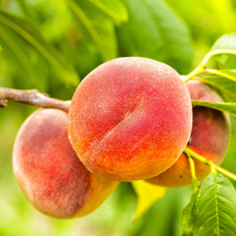Organic Peaches