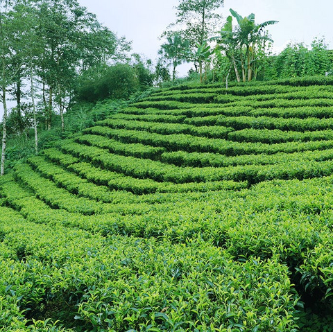 High Mountain Tea