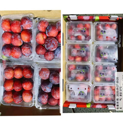 Fresh Plum