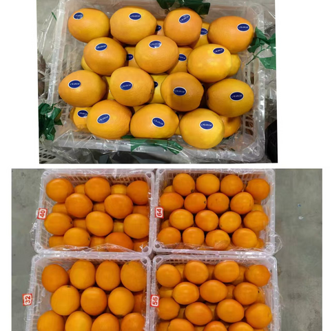 Fresh Orange