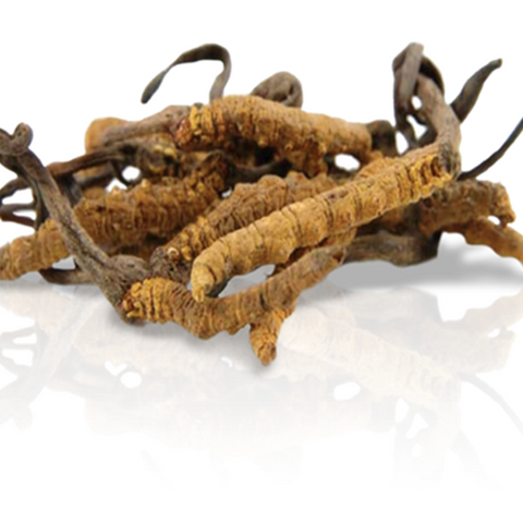 cordyceps sinensis