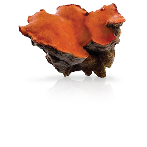 LiGNO AC07™ Antrodia camphorata