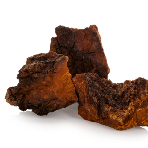 chaga mushroom
