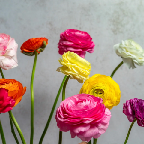 Flower Ranunculus