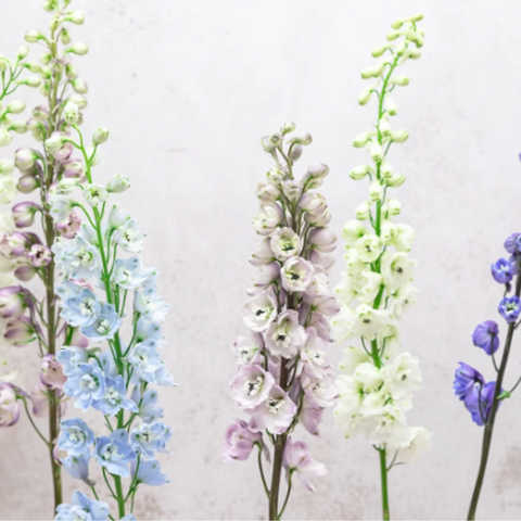 Flower Delphinium
