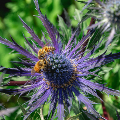 Flower Eryngium