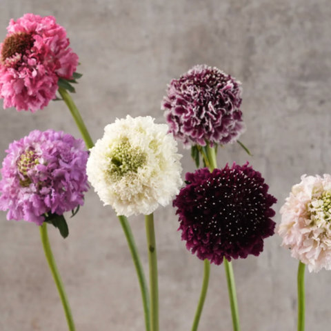 Flower Scabiosa