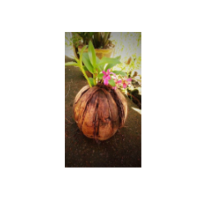 coconut husk hanging planter Coconut Husk Planter For Orchids – Arabian Organics
