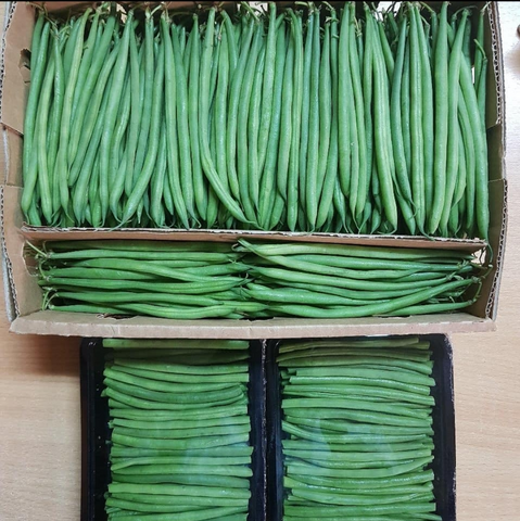 French beans (1.5kg)