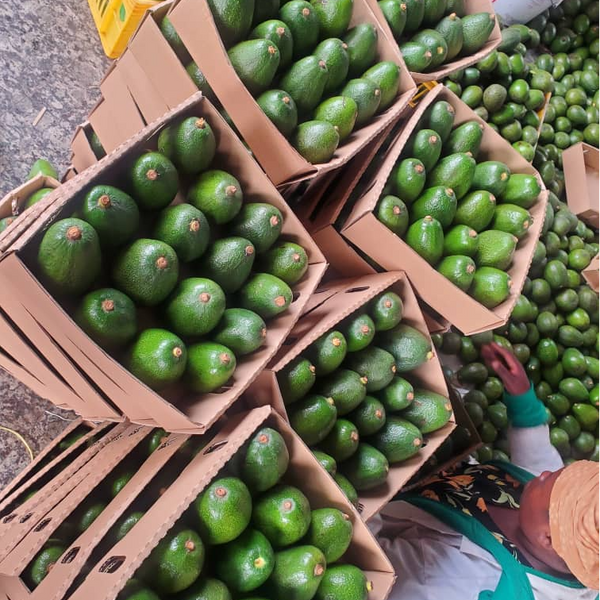 Avocado Rwanda Rwanda's finest avocados – Arabian Organics