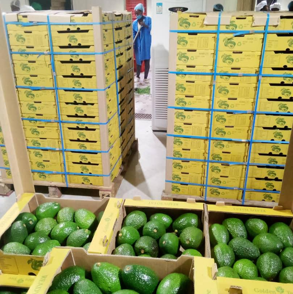 Avocado Rwanda Rwanda's finest avocados – Arabian Organics