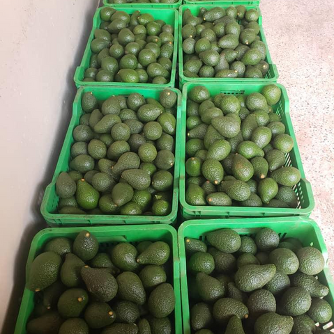 Avocado Rwanda Renowned Hass avocados from Rwanda – Arabian Organics