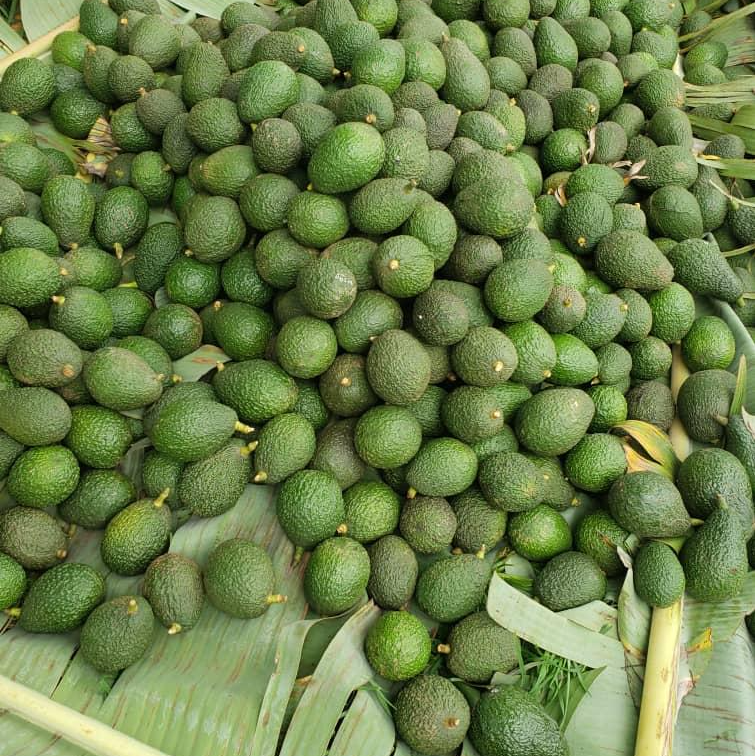 Renowned Hass avocados from Rwanda – Arabian Organics