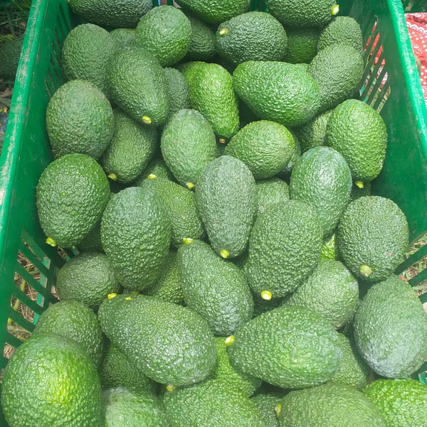 Avocado Rwanda Fresh Avocado from Rwanda – Arabian Organics