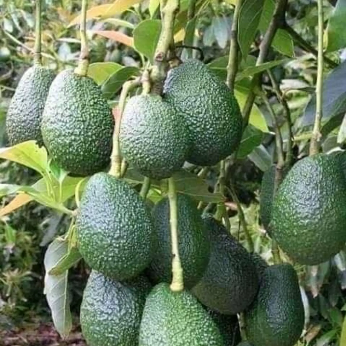 Avocado Rwanda Fresh Avocado from Rwanda – Arabian Organics