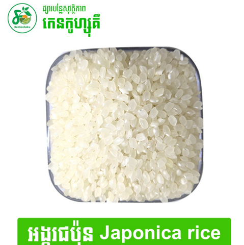 Japonica rice