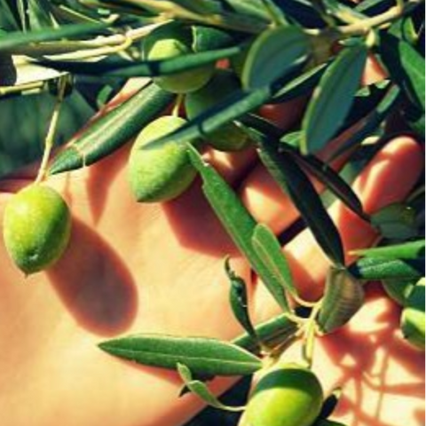 Oleaster - Wild Olive Oil (Cold Pressed)