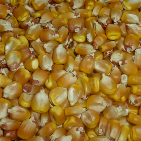 Grainy Maize