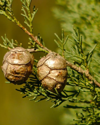 Cypress Essential Oil