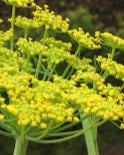 Wild Fennel Essential Oil