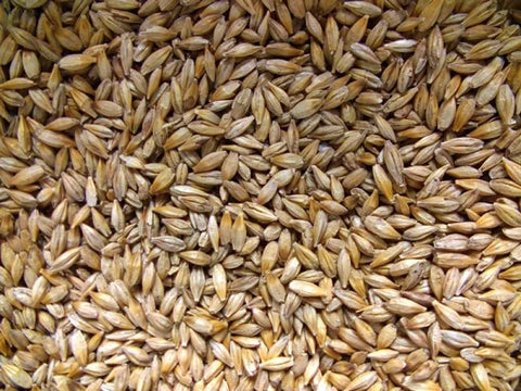 Barley