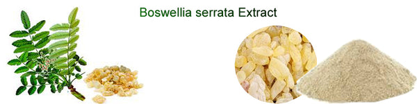 Boswellia extract 65%