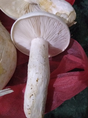 Fresh Milky Mushroom Calocybe indica mushroom