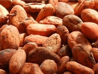 Cocoa Residue beans
