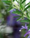 Rosemary Essential Oil