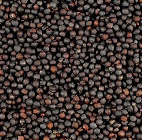 Rapeseed Shell Rapeseed – Arabian Organics