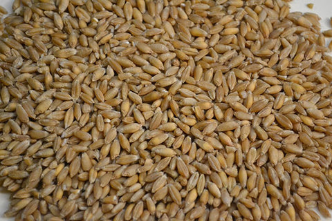 Tritikale