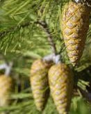 Aleppo Pine Essential Oil (Pin D'Alep) Pinus halepensis